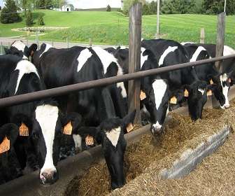 Cattle Farming_GMMarketing.pk